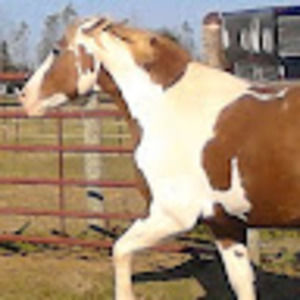 Meet your Posher, Equs